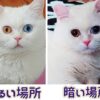 猫の瞳で瞳孔の大きさを比較