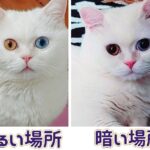 猫の瞳で瞳孔の大きさを比較